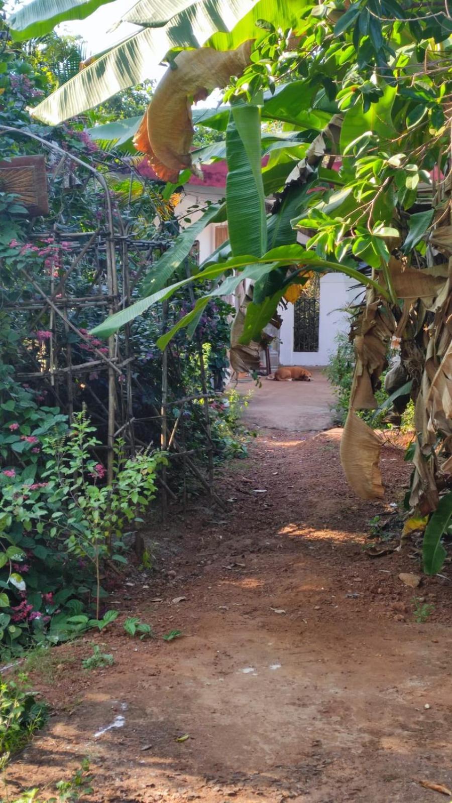 Hill View Guest House Anjuna Eksteriør billede